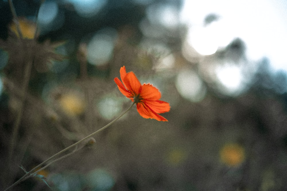 orange flower in tilt shift lens