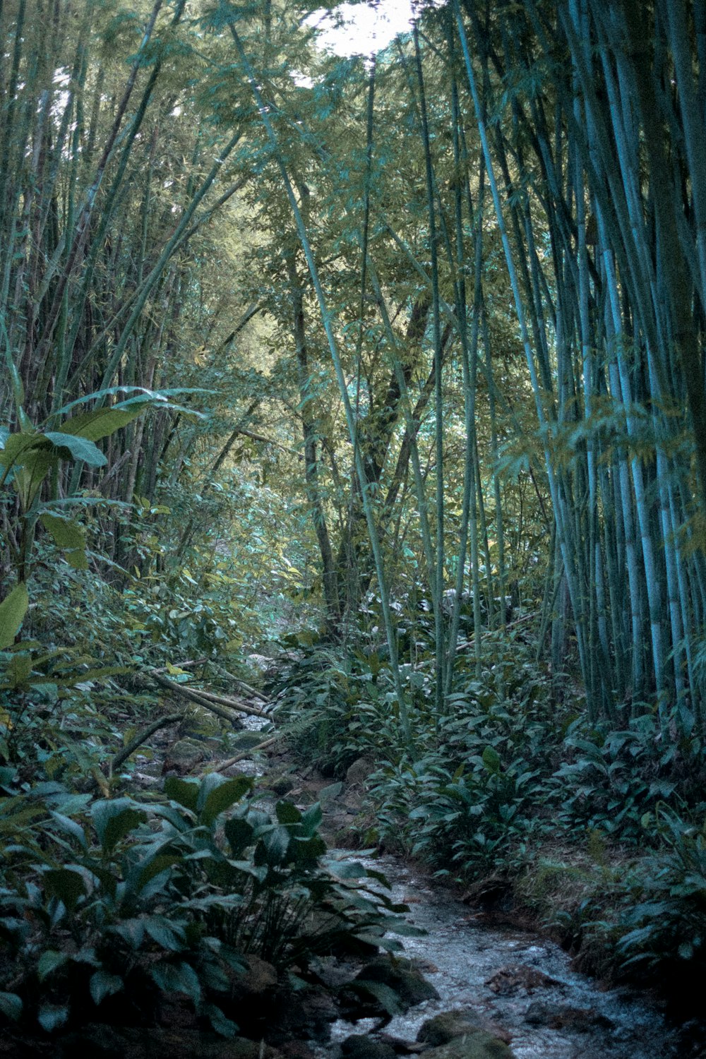 green plants and trees during daytime