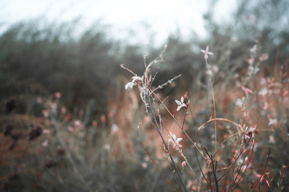 brown plant in tilt shift lens