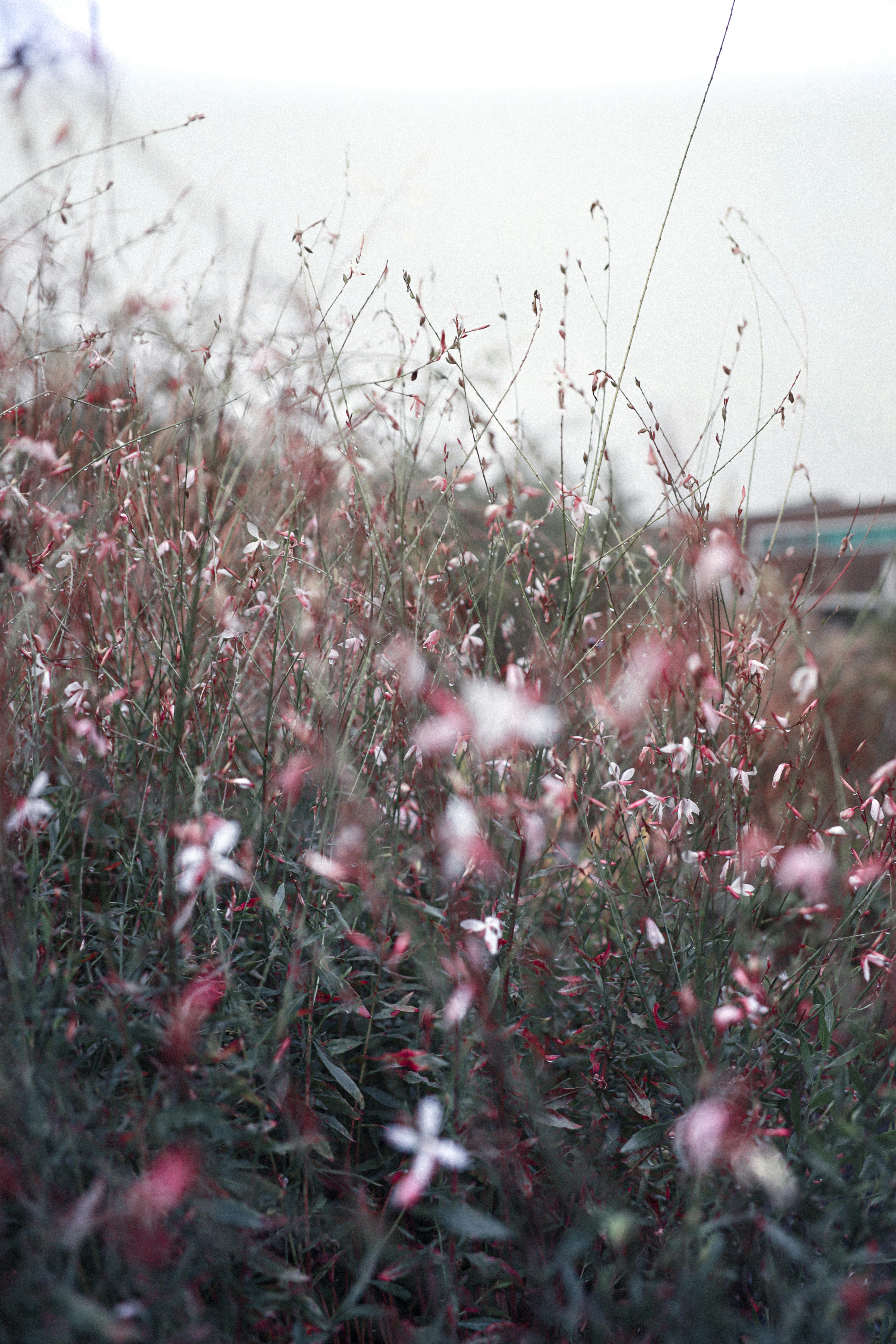 Photo by corina_rainer_