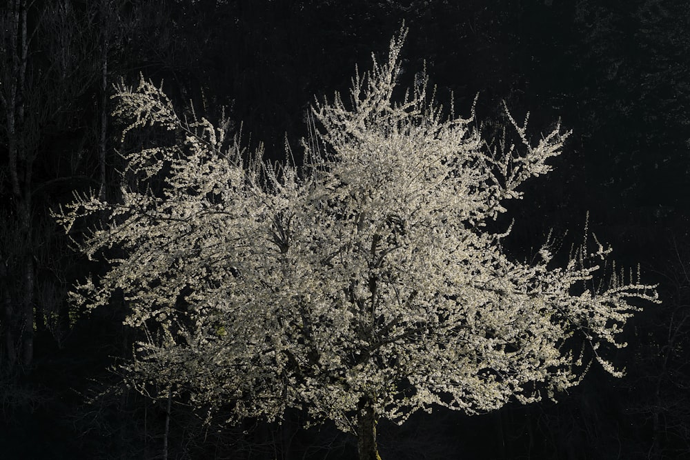 grayscale photo of tree leaves