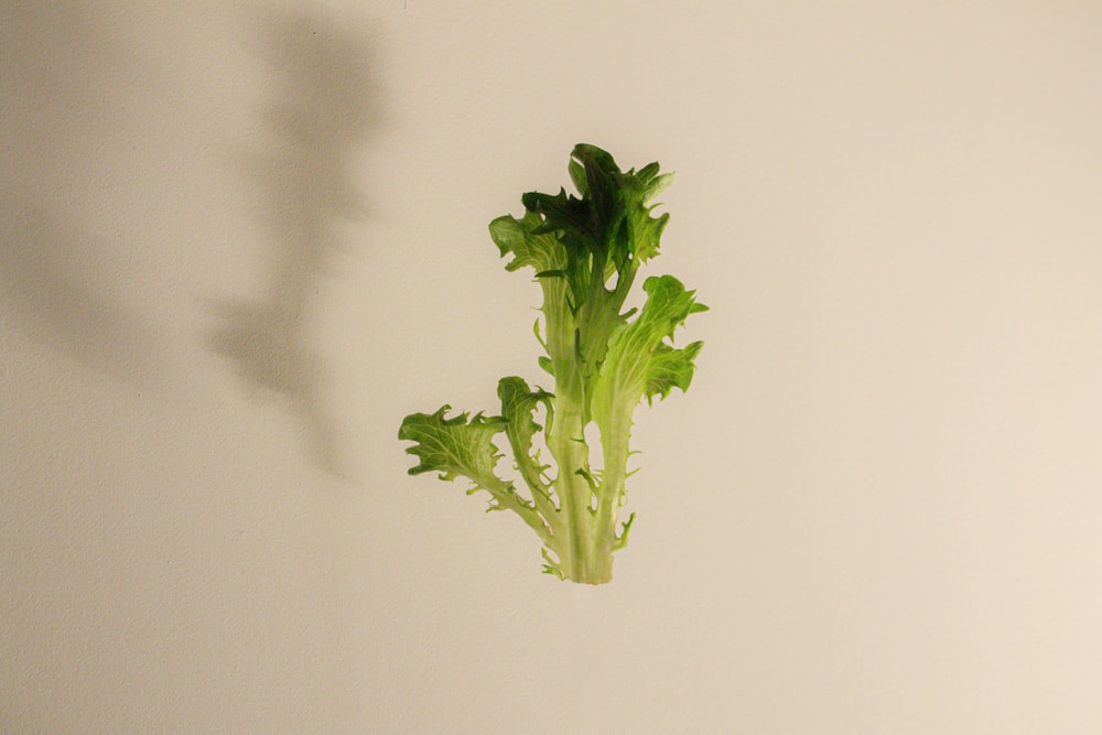 green plant on white wall