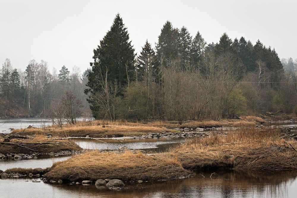 brown grass near river during daytime