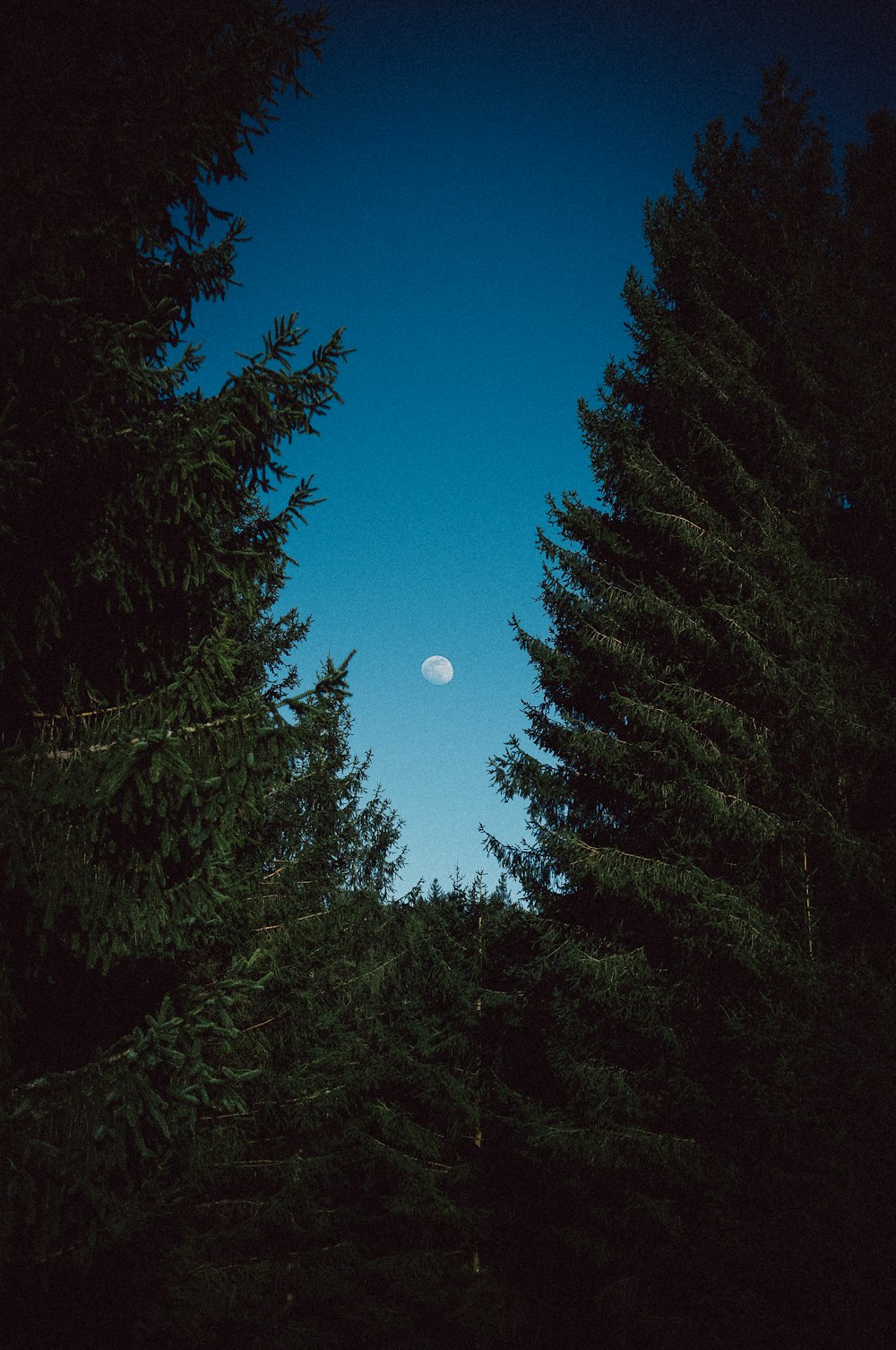 green pine trees under blue sky during daytime