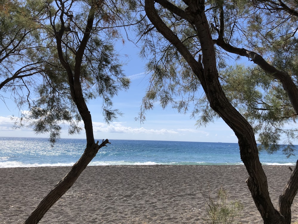 brown tree trunk on white sand beach during daytime