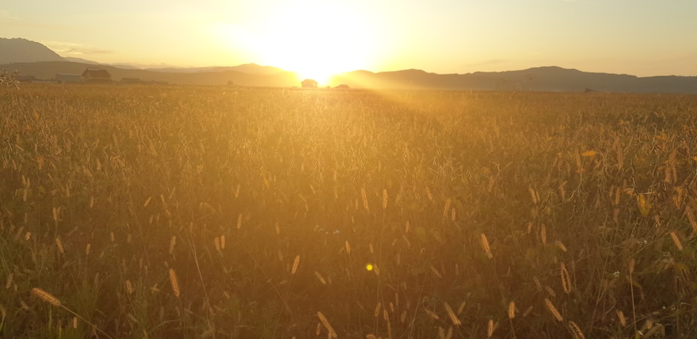 green grass field during sunset