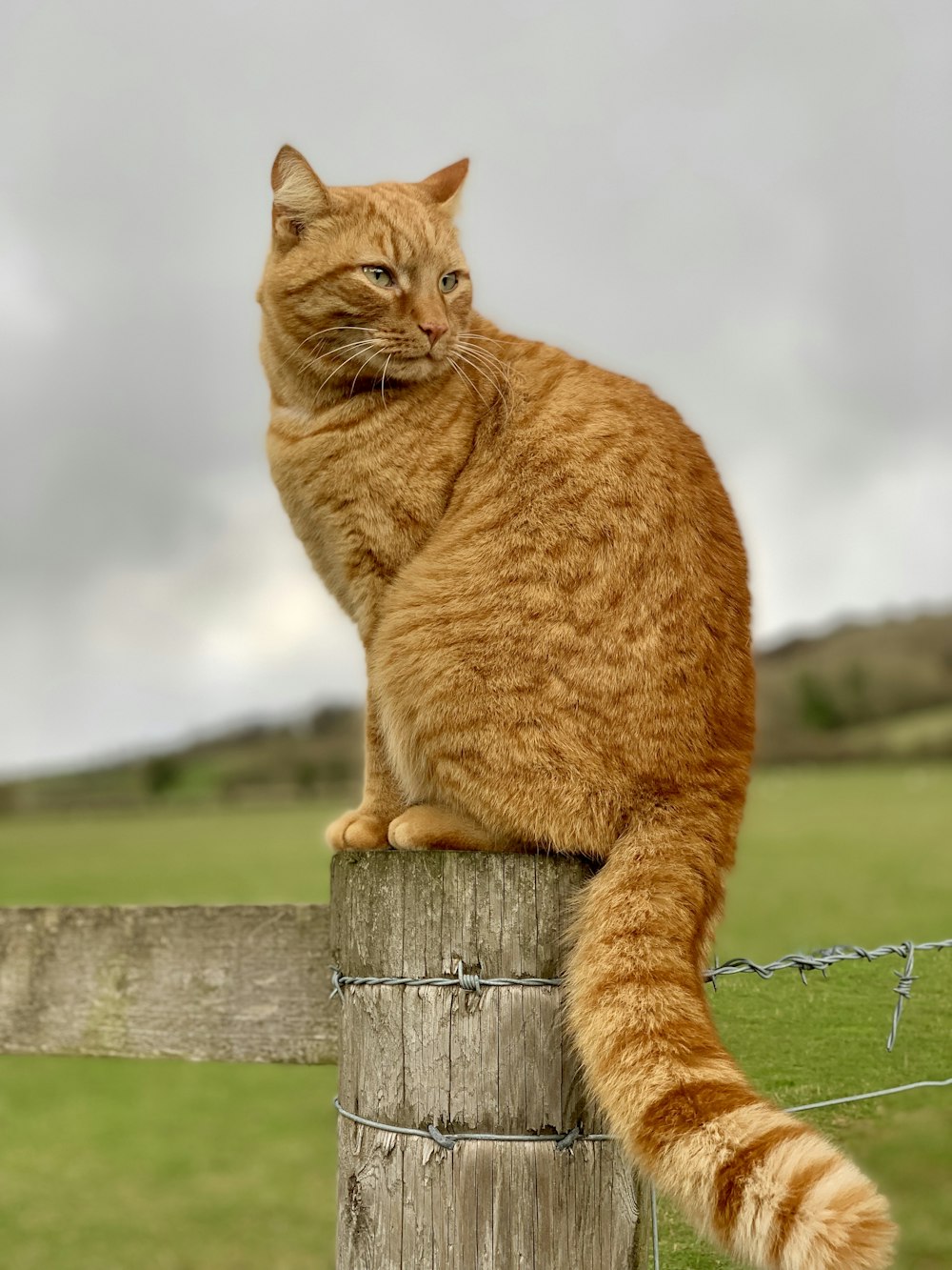 orange tabby cat on brown wooden fence during daytime