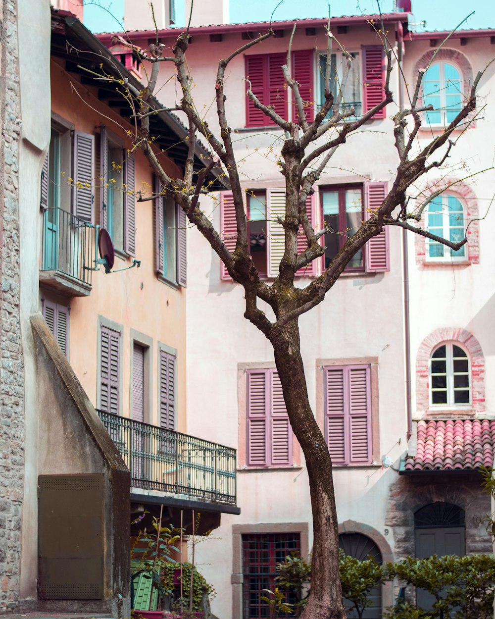 bare tree in front of white concrete building