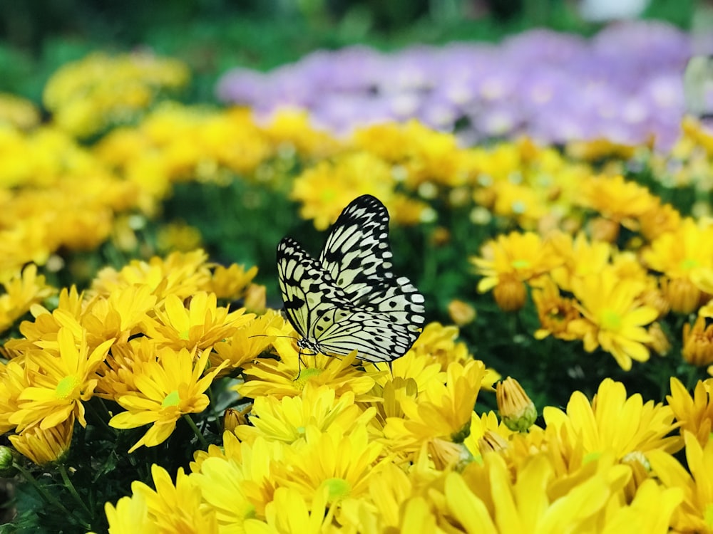 black and white butterfly on yellow flower