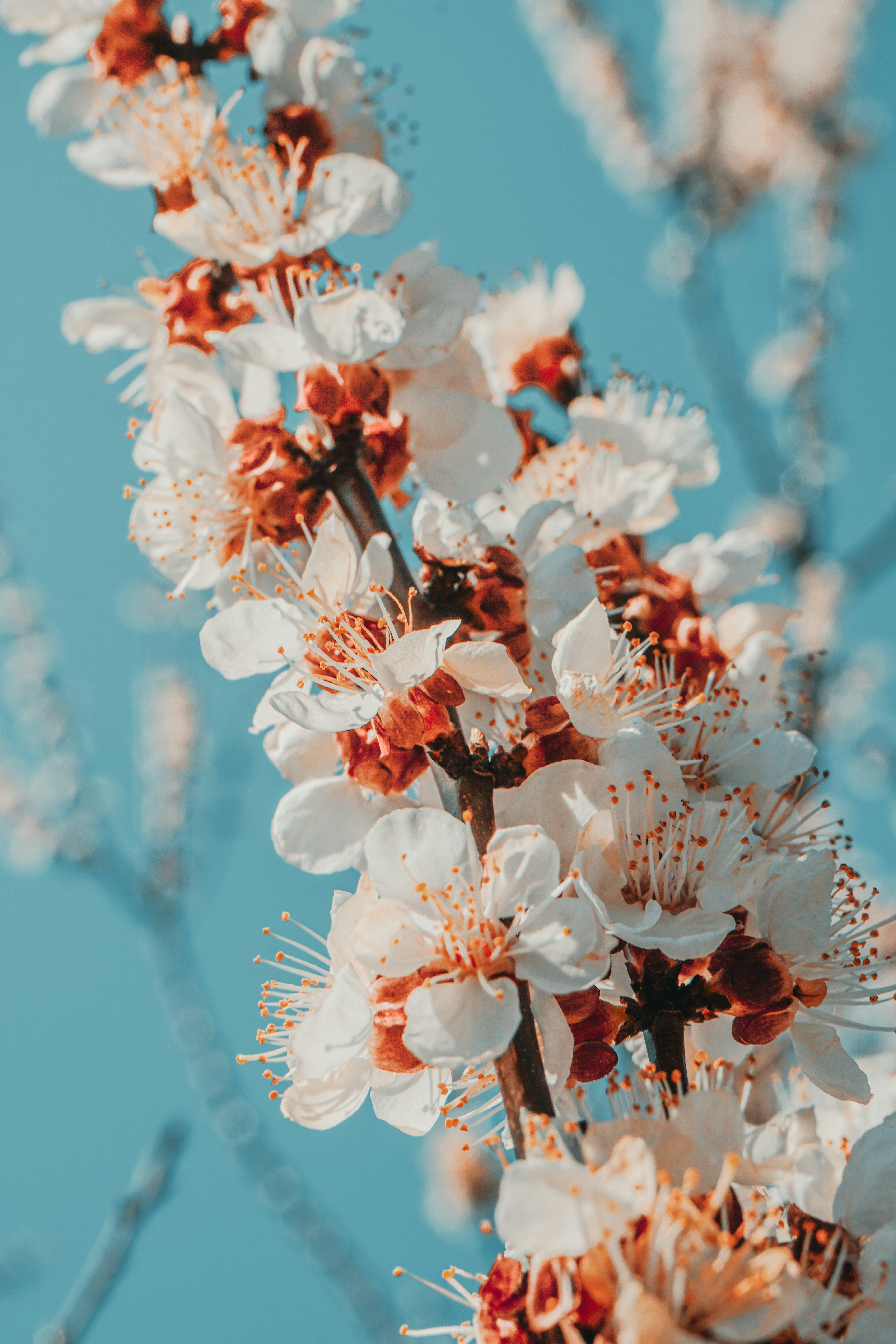 Alba Iulia – Final Summary