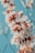 a bunch of white and red flowers on a tree
