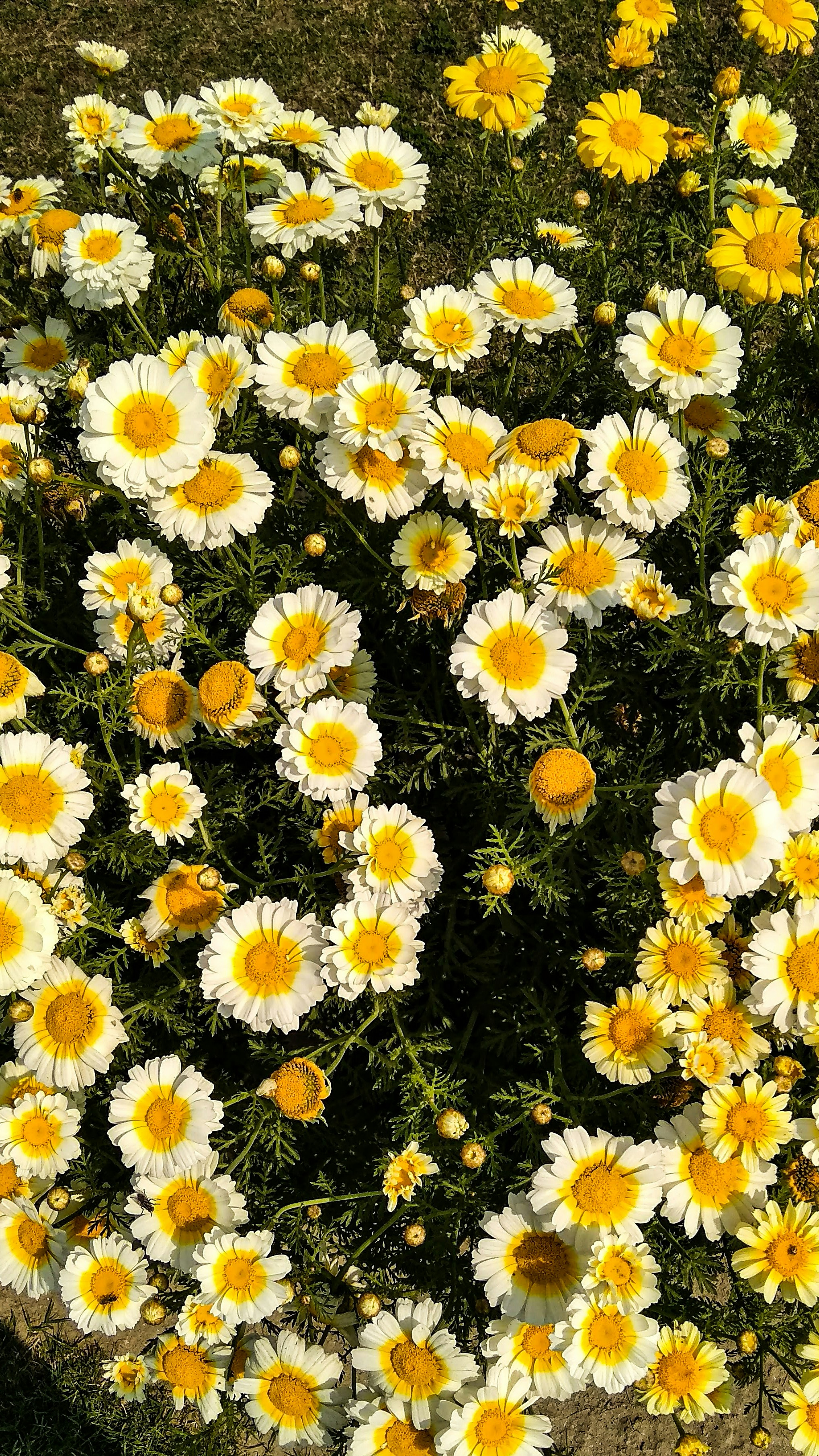 Photo by daniel_joshua_