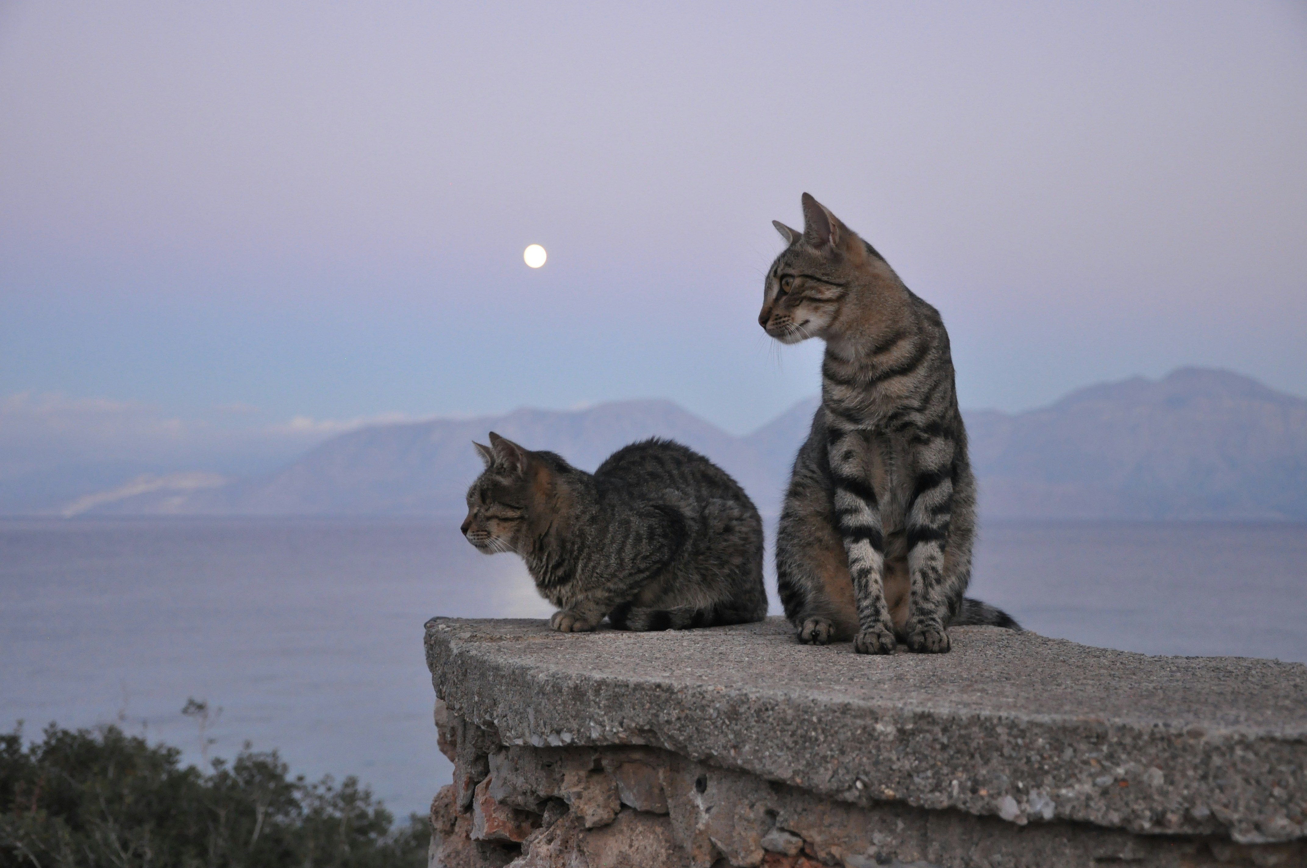 Crete. Cats and Moon