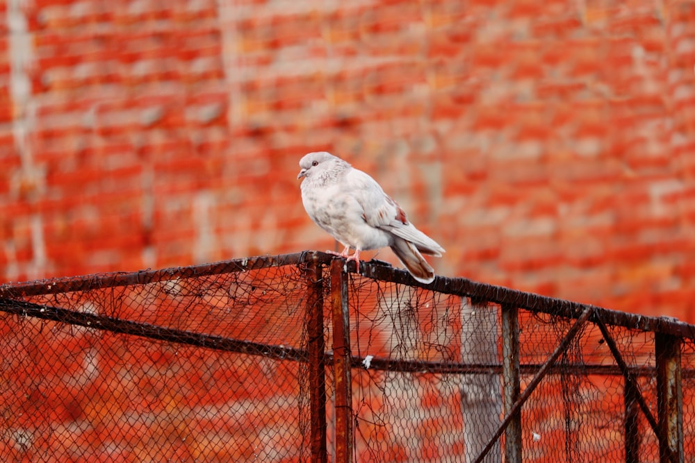 white bird on brown wooden fence during daytime