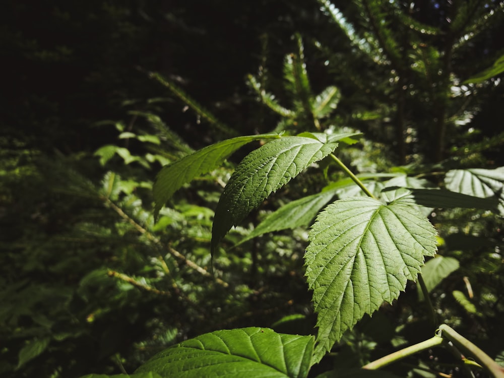 green leaf plant in close up photography