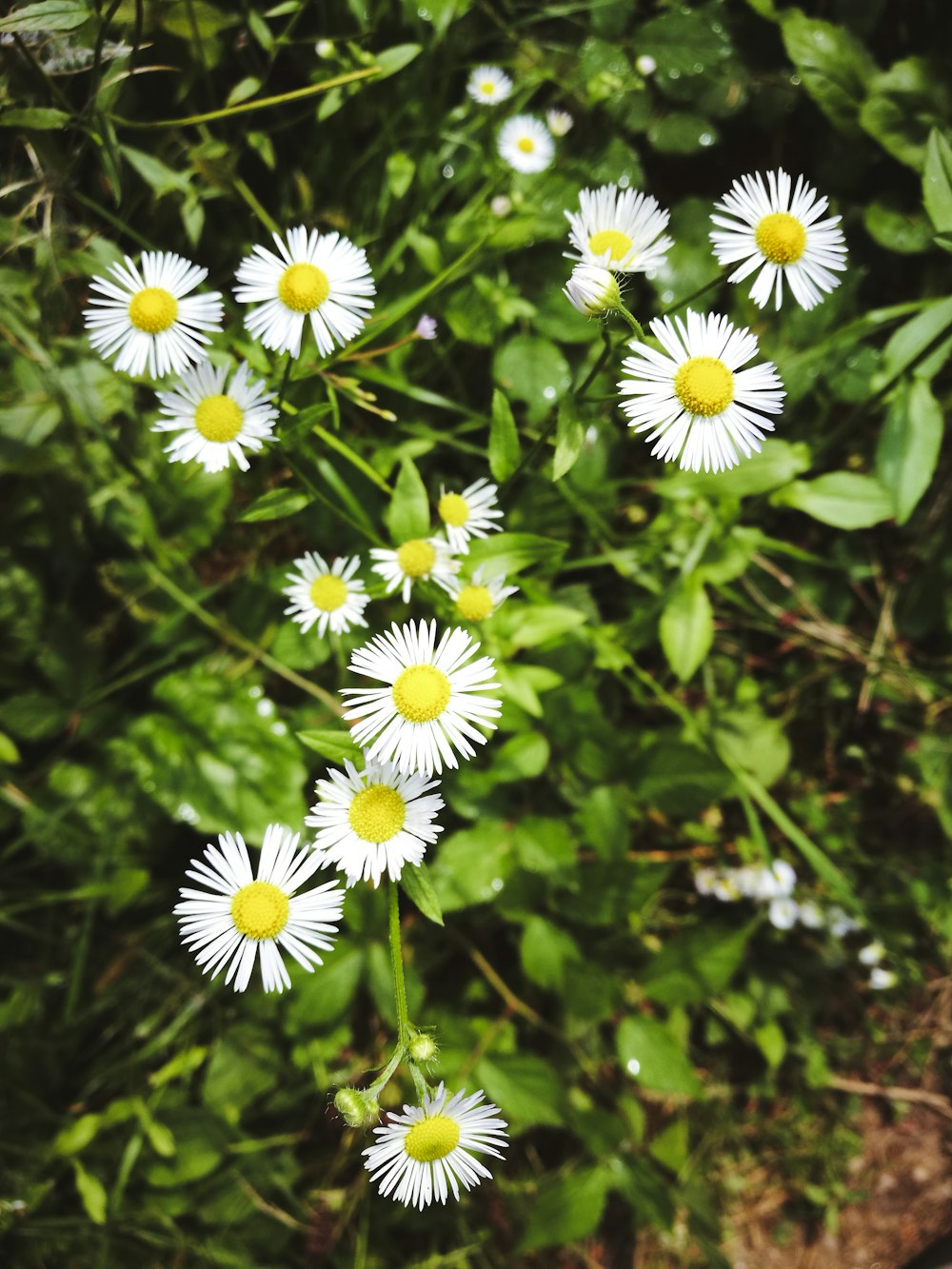 white and yellow flowers with green leaves