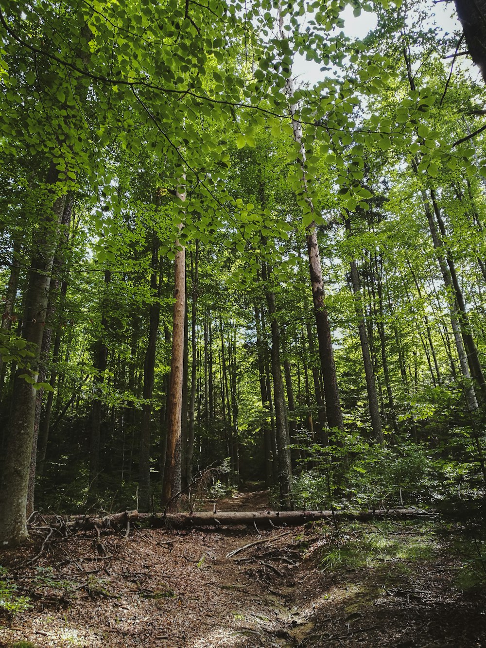 green trees on forest during daytime