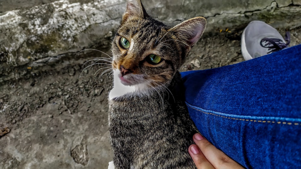 person holding brown tabby cat