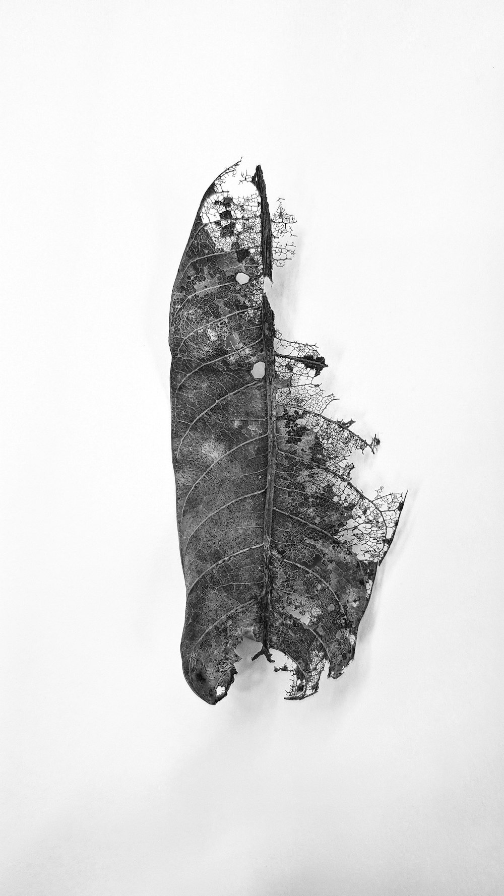 grayscale photo of leaf with water droplets