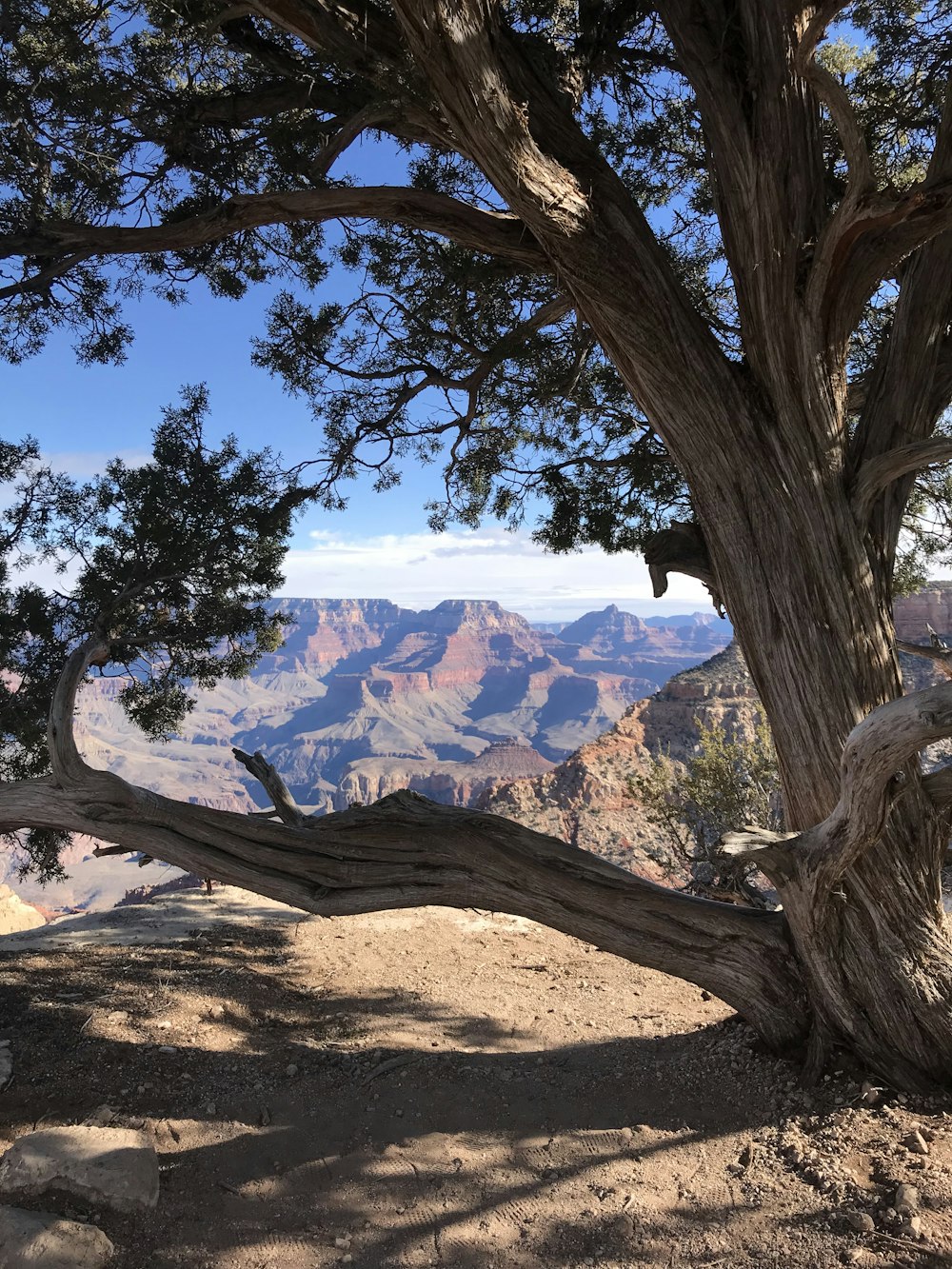 brown tree trunk on brown soil