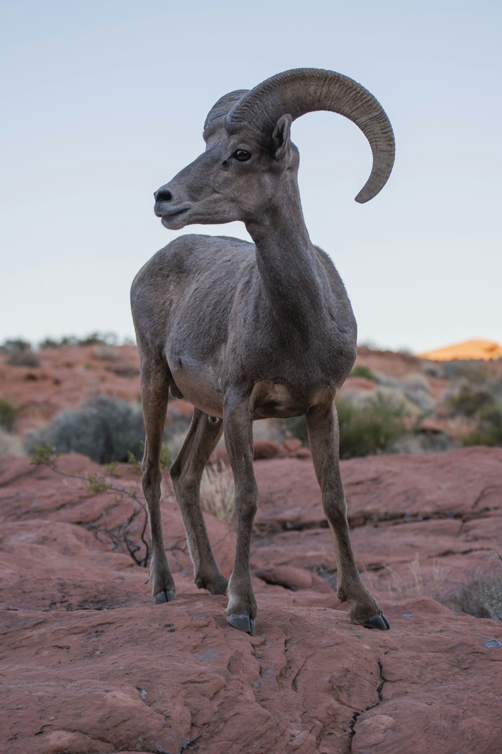 a ram standing on top of a red rock