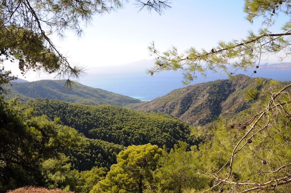 green trees on mountain under white sky during daytime