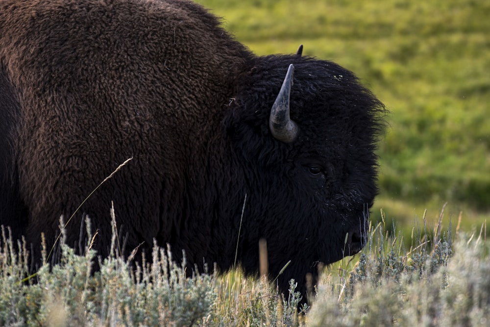 black bison on green grass field during daytime