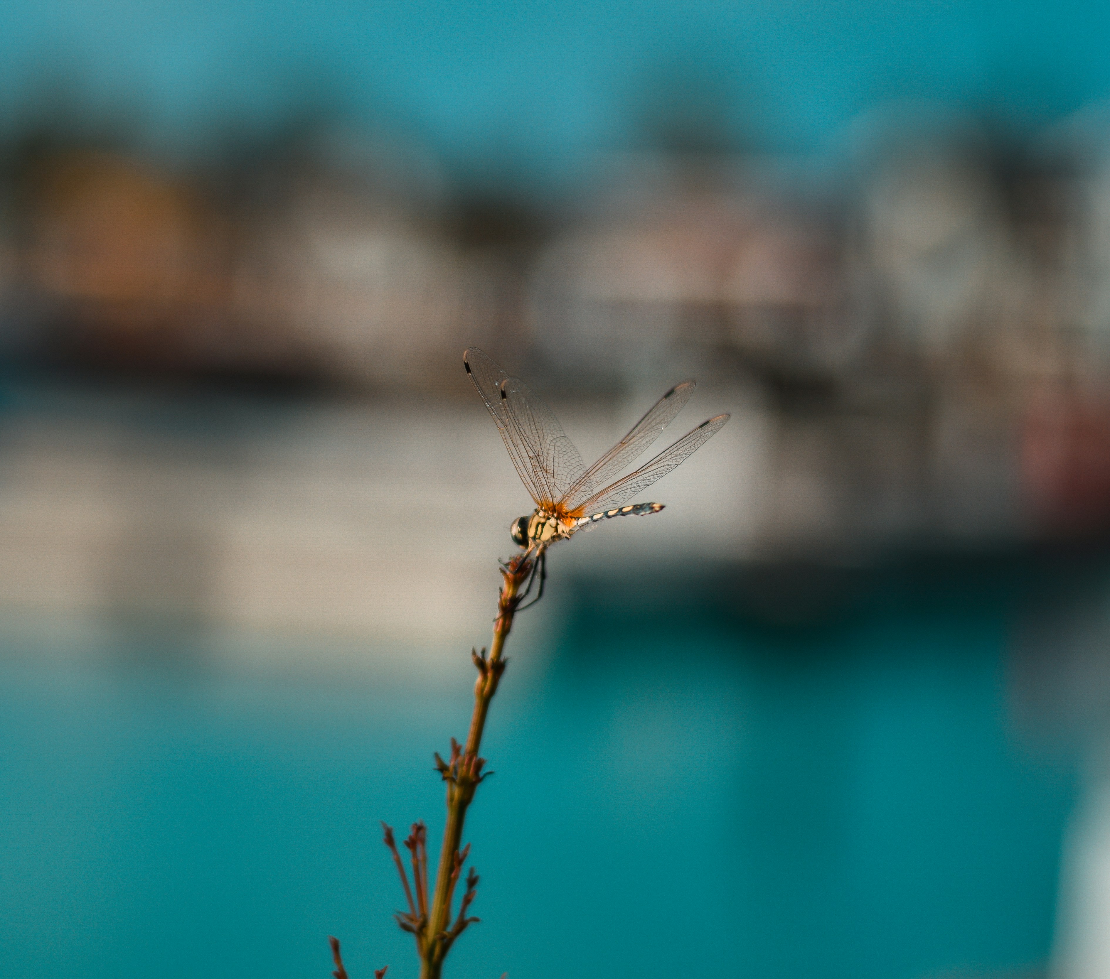 昼間の接写で茶色の植物にとまる茶色と黒のトンボの写真 Unsplashで見つけるグレーの無料写真