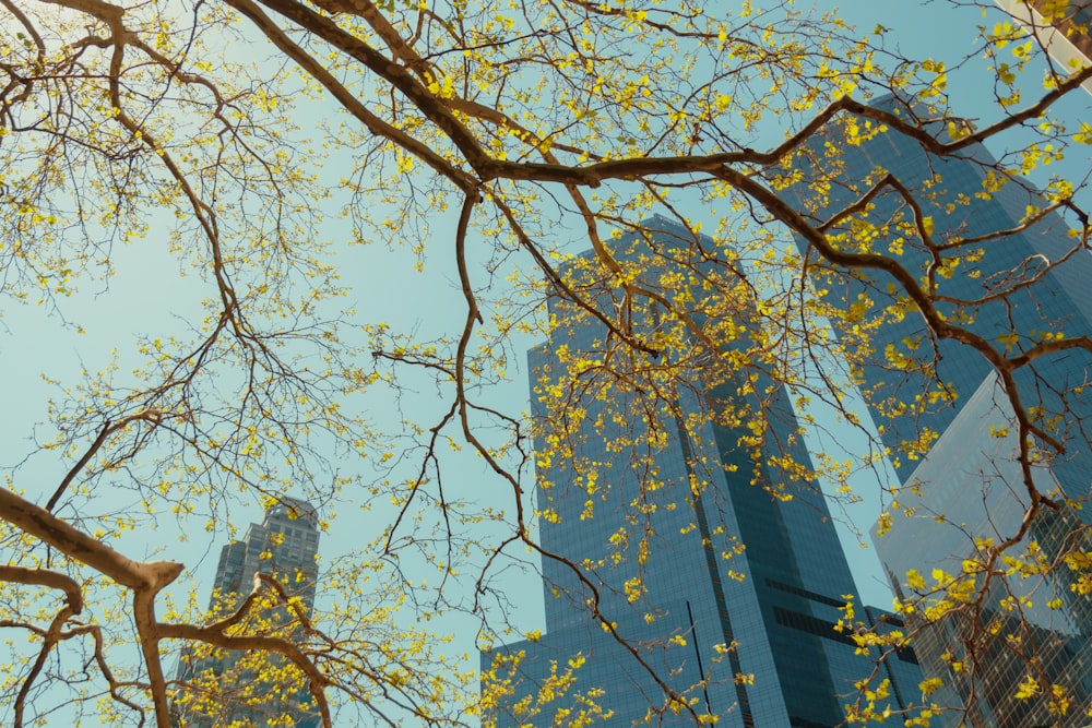 brown tree with yellow leaves during daytime