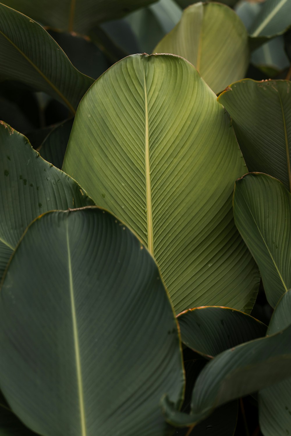 green banana leaf in close up photography