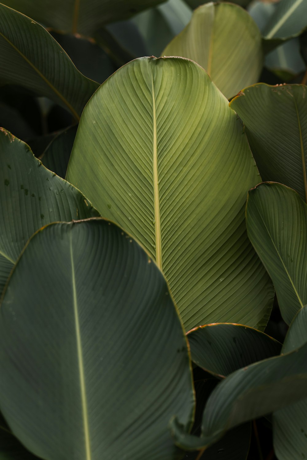 클로즈업 사진의 녹색 바나나 잎