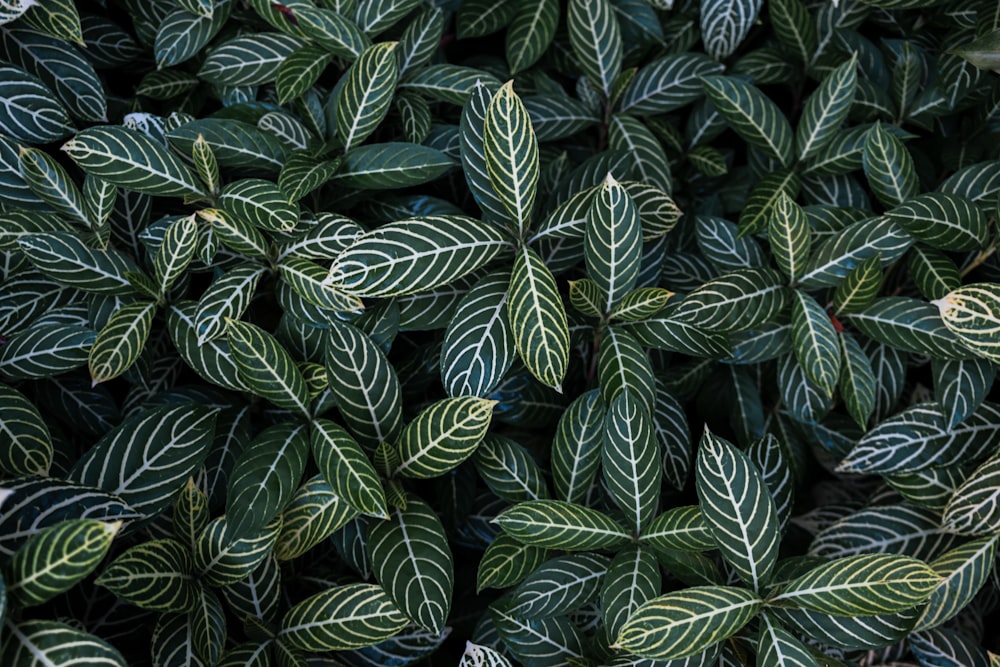 green and white leaves plant