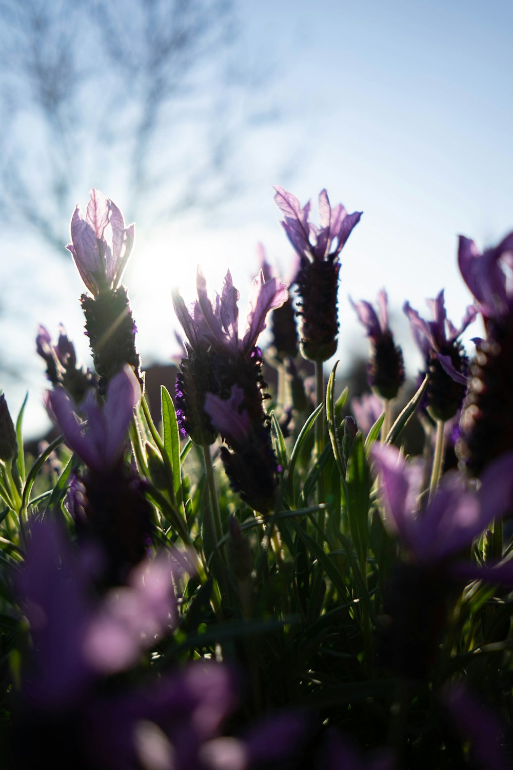 Un campo de flores púrpuras con un cielo azul en el fondo