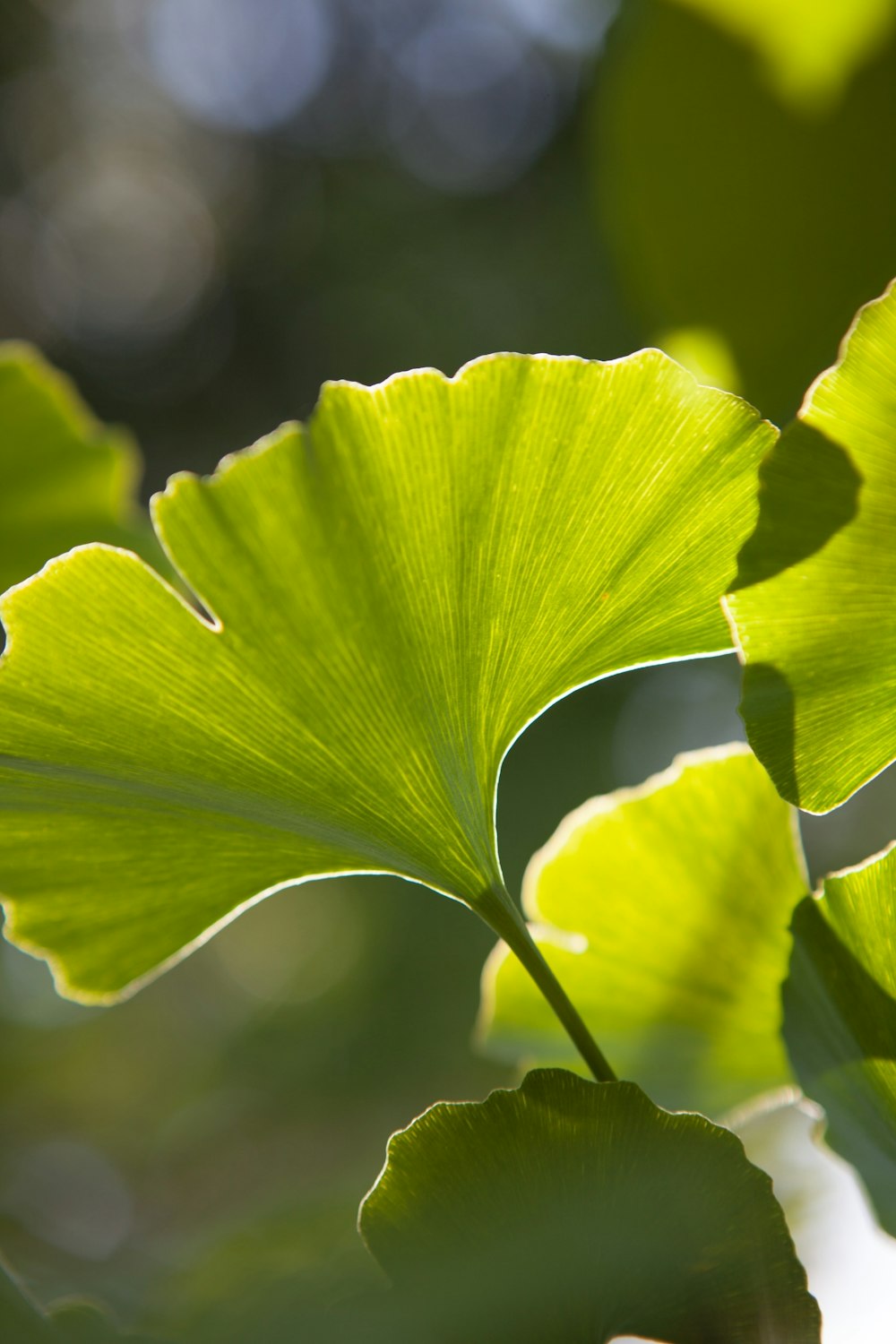 green leaf in close up photography