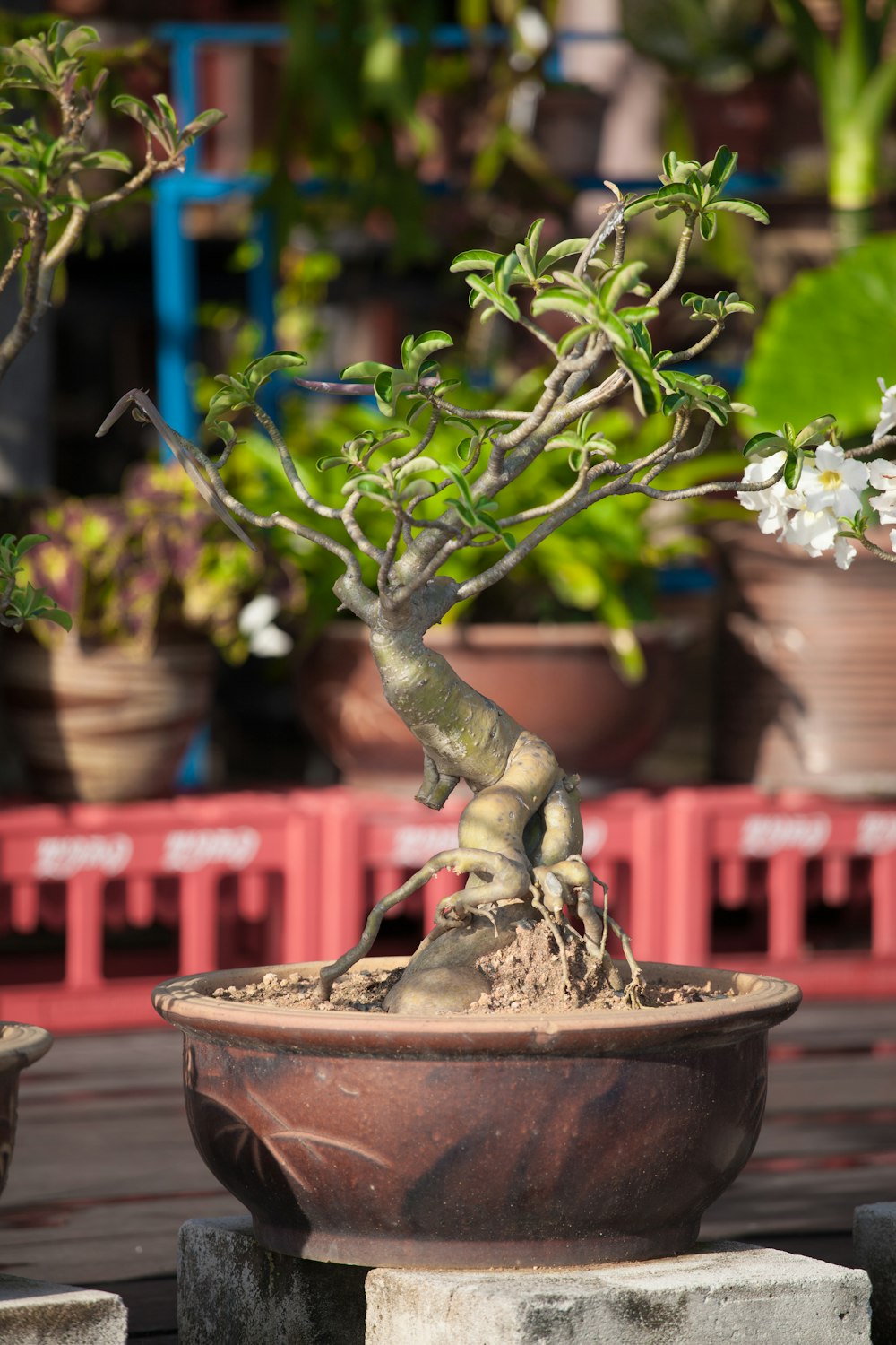 green plant on brown clay pot