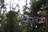 A drone is captured in mid-flight, surrounded by a backdrop of lush green foliage. The drone is dark gray with rotors spinning and a camera attached to its front.
