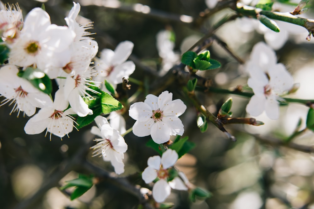 white cherry blossom in close up photography