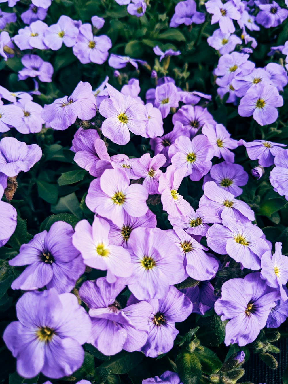 purple flowers with green leaves