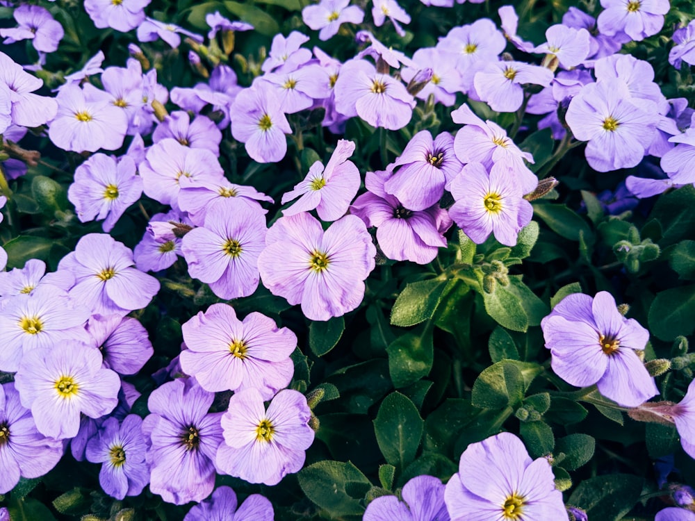 purple flowers with green leaves