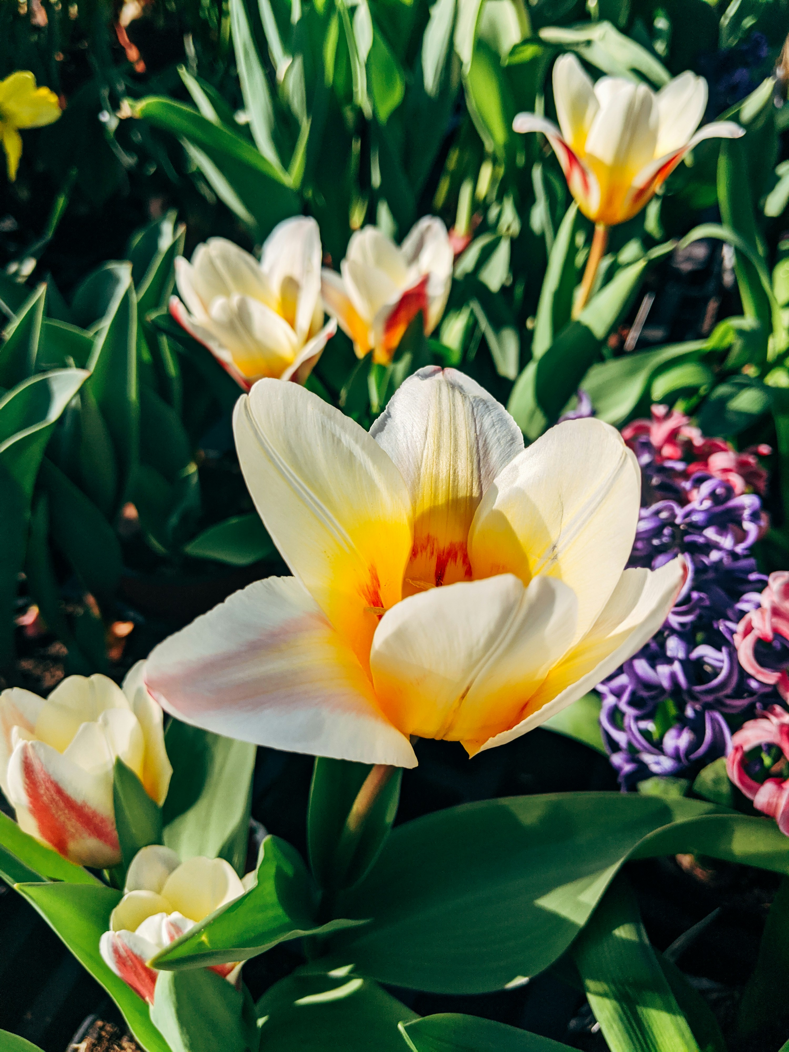 white and yellow flower in bloom during daytime