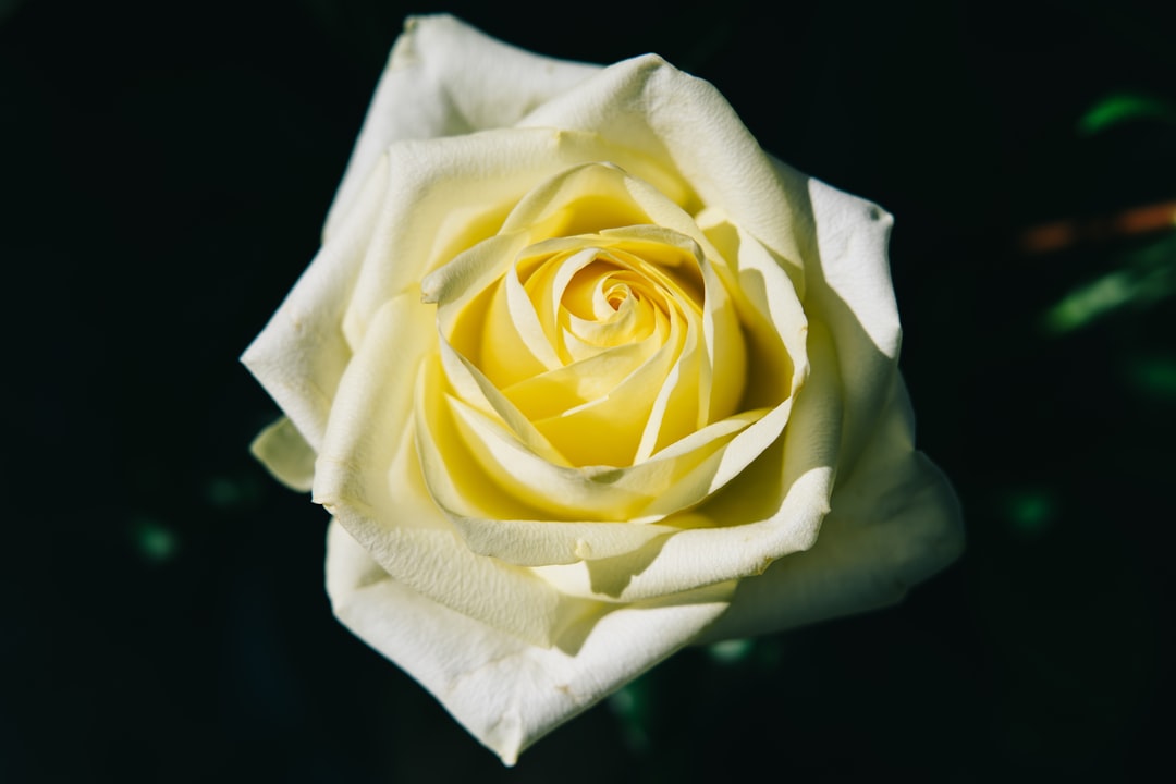 yellow rose on white tissue paper
