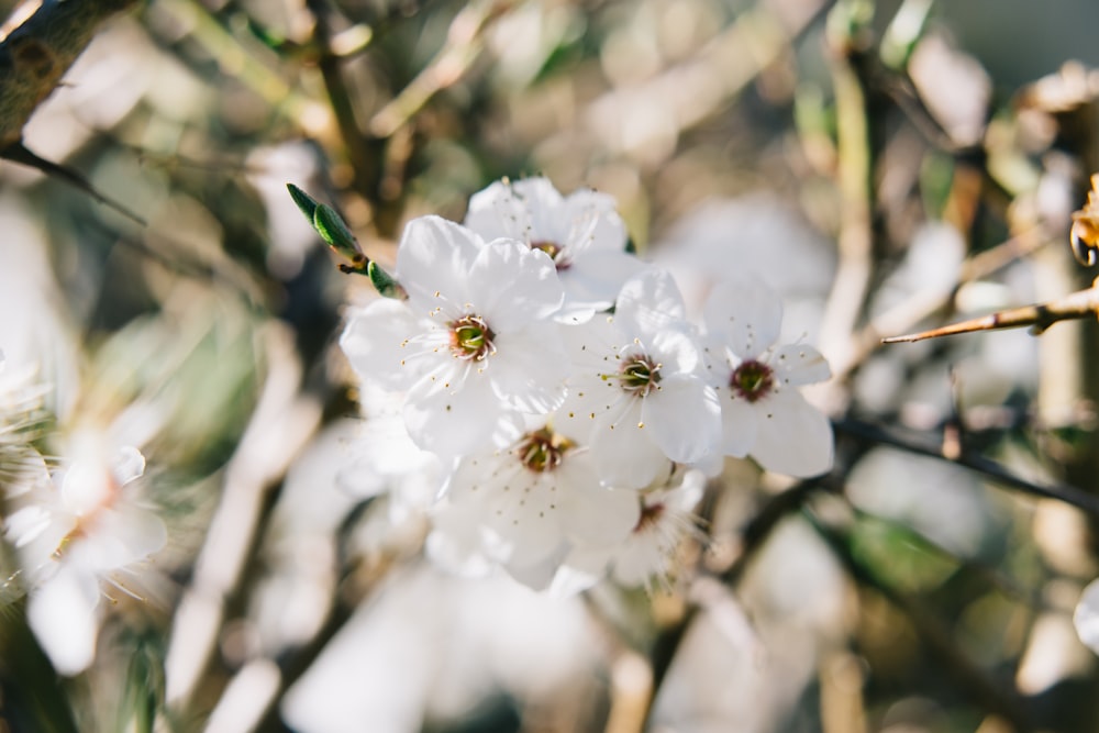 white cherry blossom in bloom during daytime