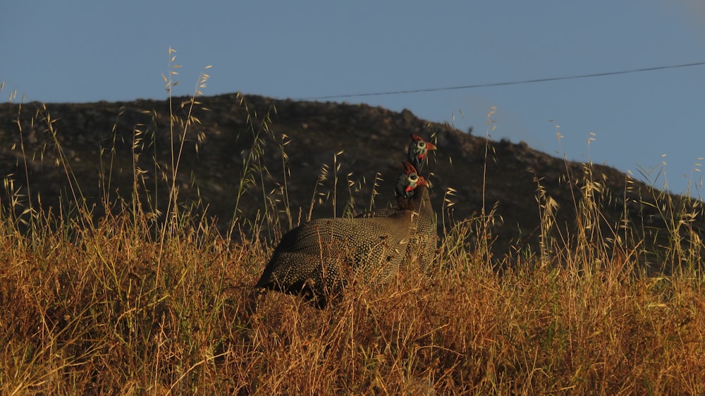 a bird standing in a field of tall grass