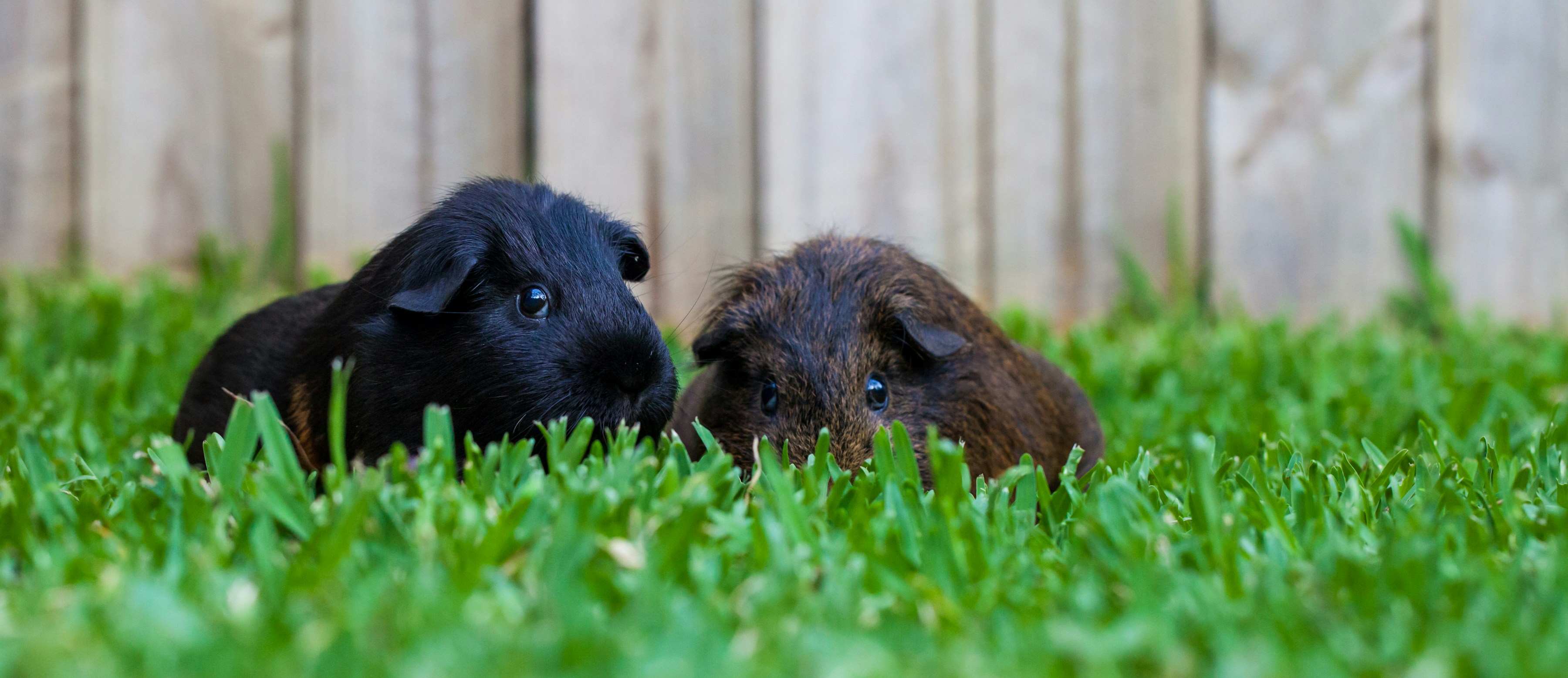 brown guinea pig on green grass during daytime guinea teams background