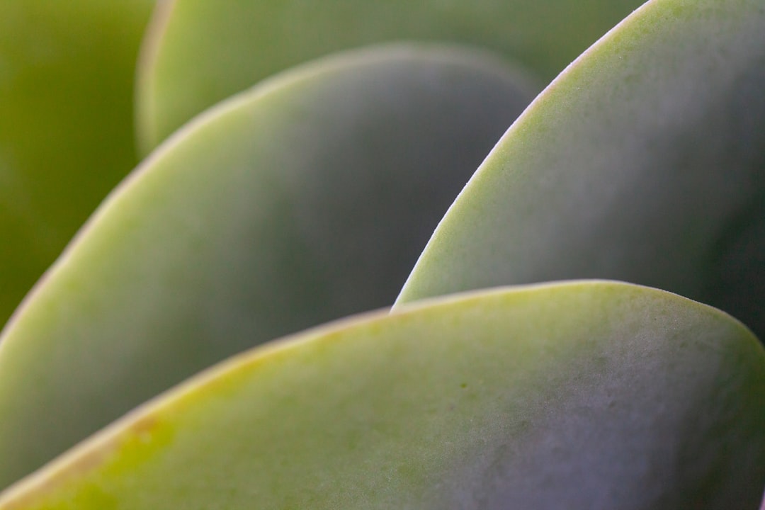 macro photography of green plant