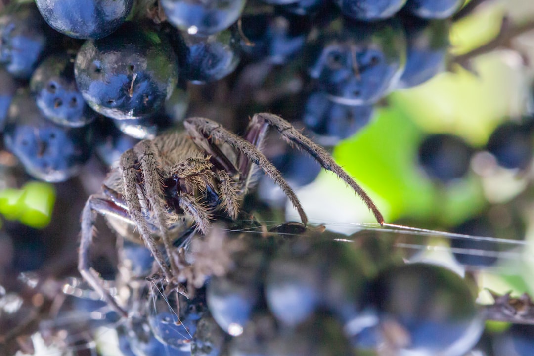 brown spider on blue round fruit