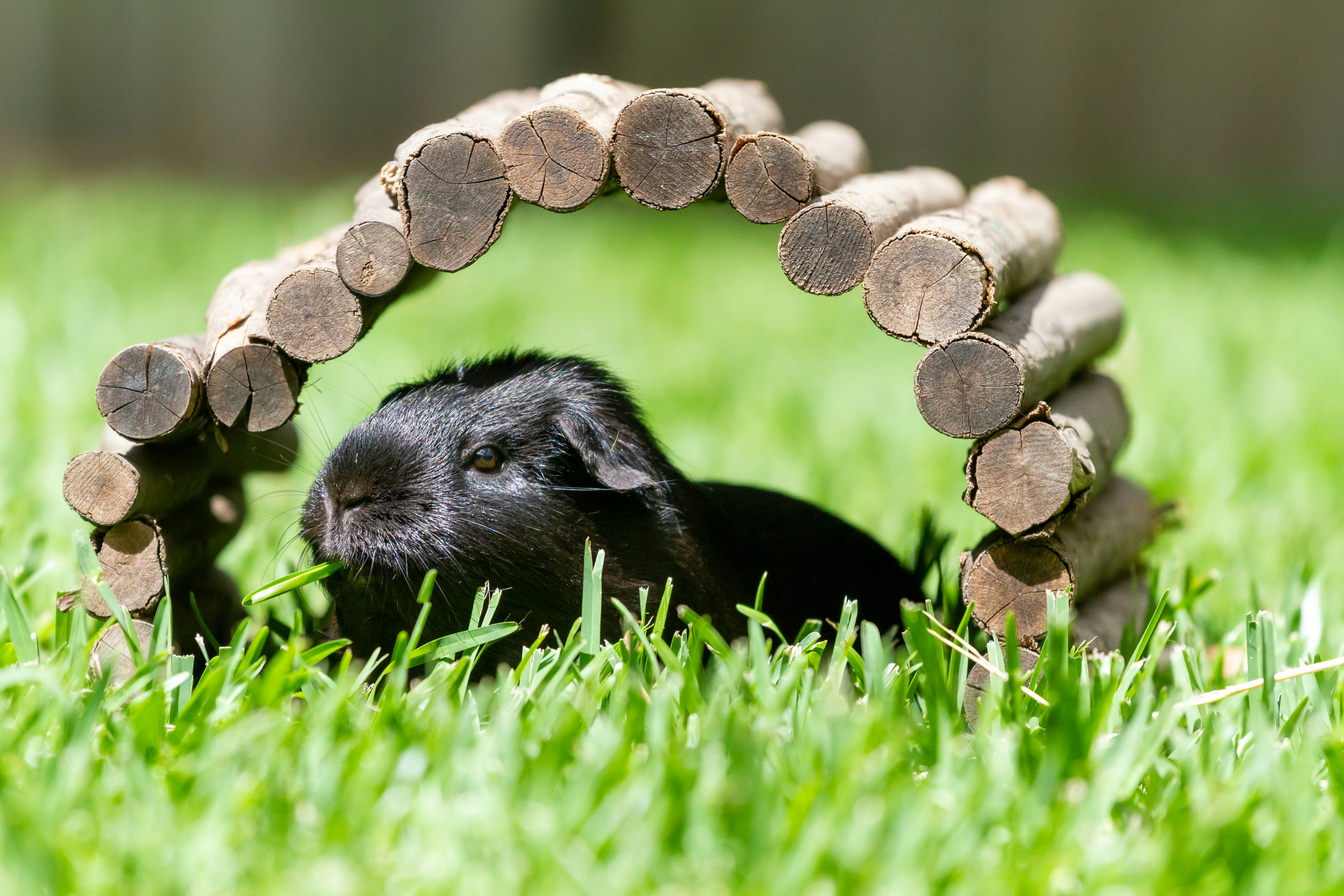 brown and gray round stones on green grass during daytime guinea teams background