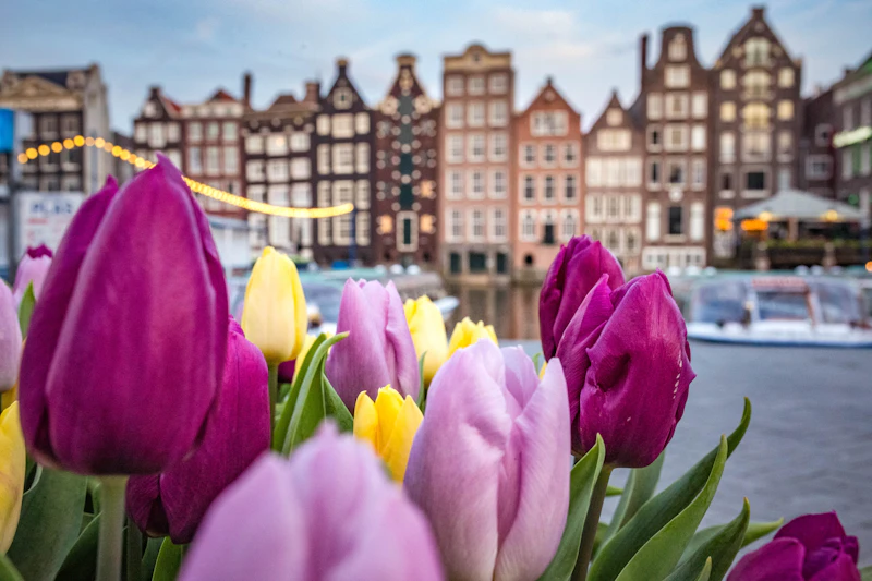 Keukenhof tulips