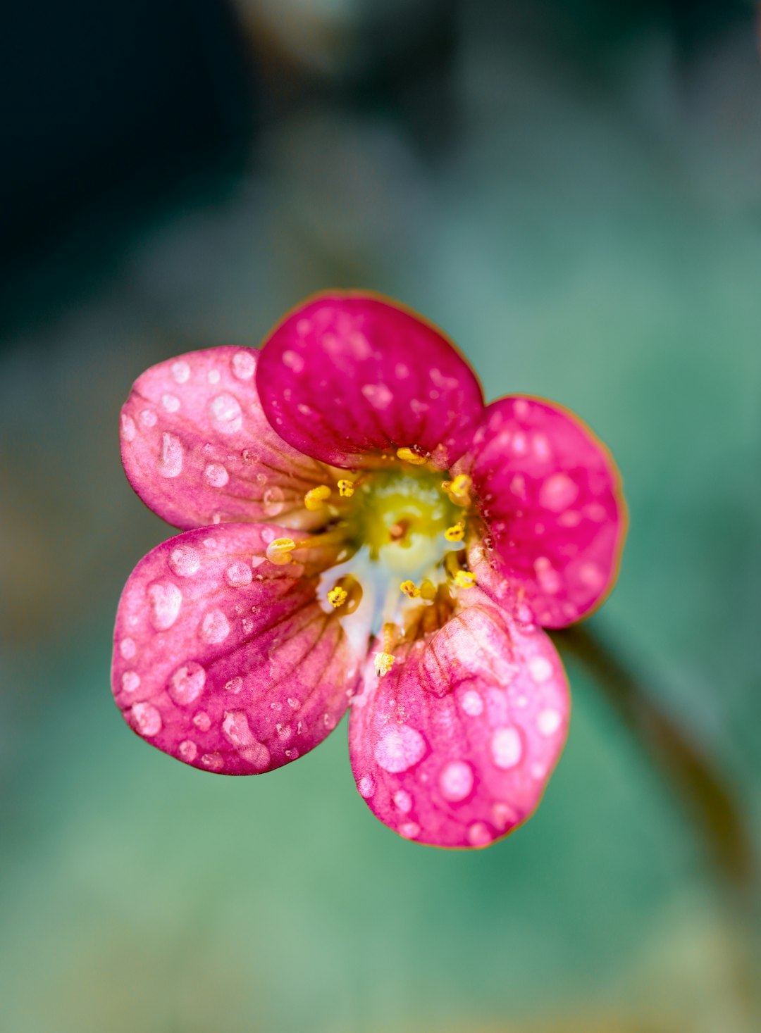 pink 5 petal flower in close up photography