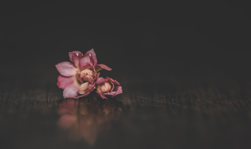 pink flower on water during night time